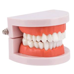 Modelo Plastico Para Demostracion