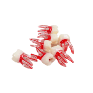 Molar 3D para Practica De Endo