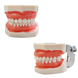 Typodont Generico ECO 28 dientes
