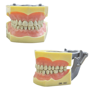 Typodont Encia Blanda tipo Columbia 860